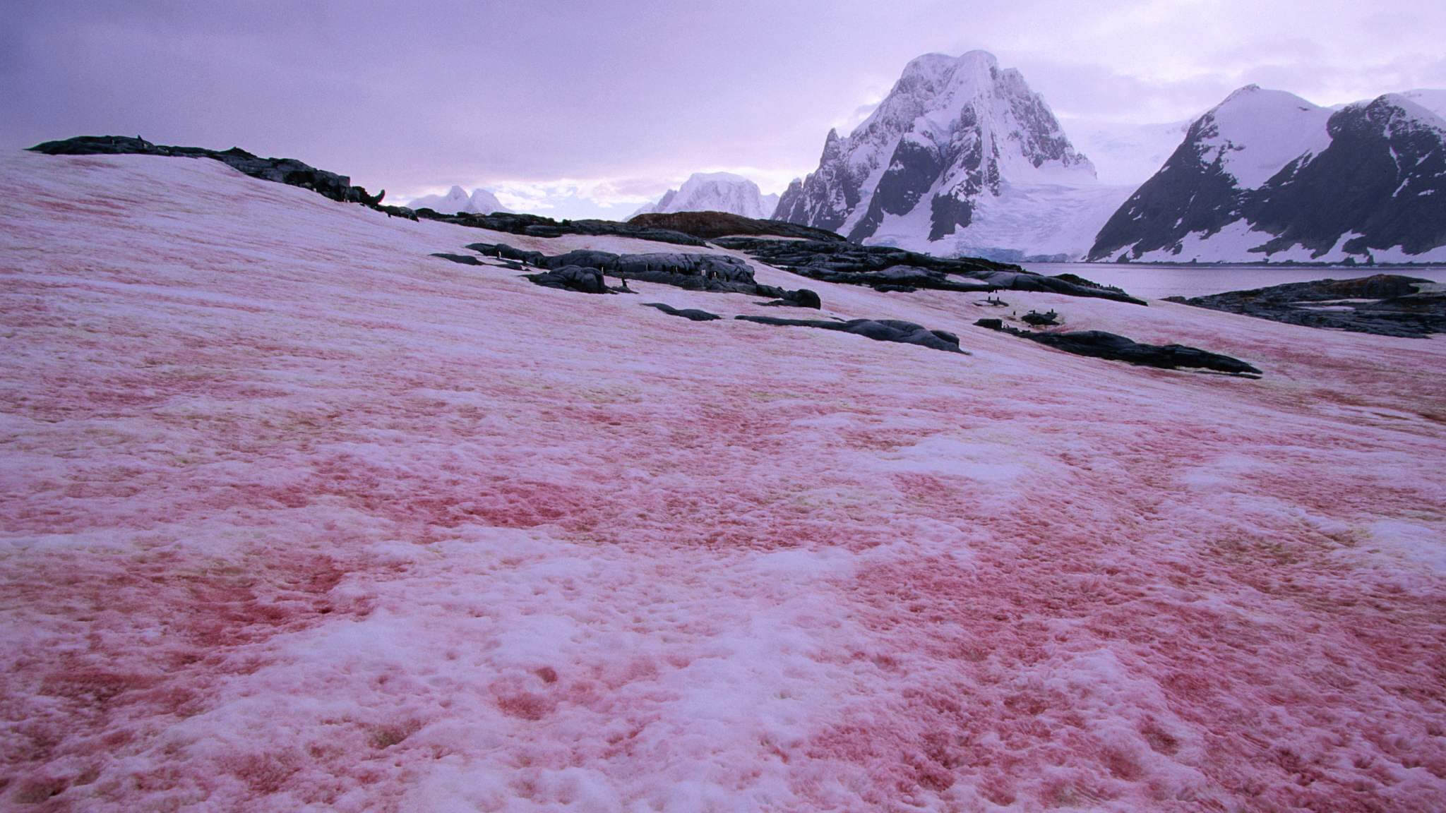 Таяние ледников и снежные водоросли. На снегу возникают красные пятна. Фото.