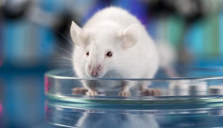 Влияние соли на здоровье. Чтобы изучить влияние соли на людей, ученые провели эксперимент на мышах. Фото.