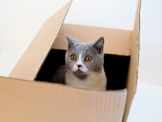 Кошка в коробке. Совокупность всех состояний, в которых может одновременно находиться кот называется квантовой суперпозицией. Фото.