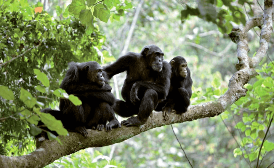 Где предки человека научились ходить на двух ногах. Шимпанзе на деревьях чаще ходят на двух ногах, чем на земле, независимо от среды обитания. Фото.