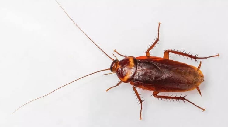 Страх перед тараканами — это защитный механизм. Отвращение к тараканам — это тоже совершенно нормально. Фото.