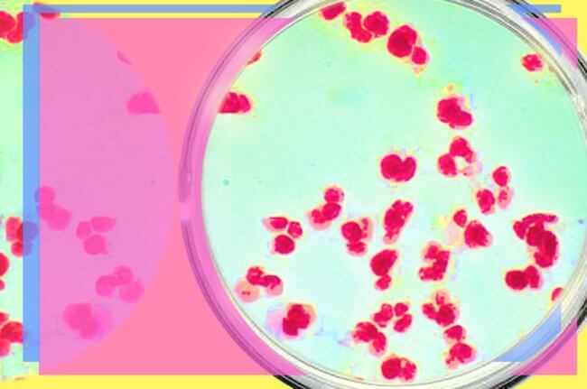 Устойчивые к антибиотикам бактерии могут мигрировать по организму. Фото.