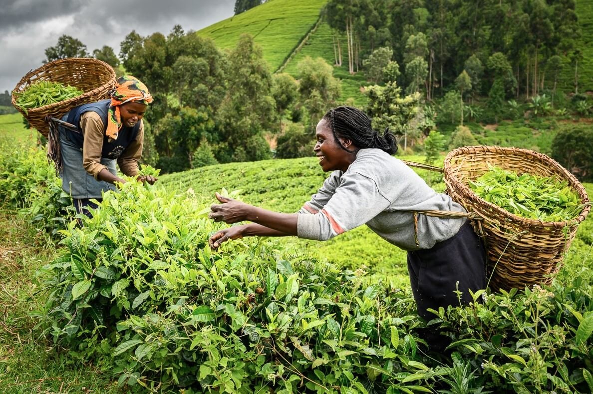 Как разные виды чая воздействуют на человеческий организм. Сбор чайных листьев на плантации. Фото.