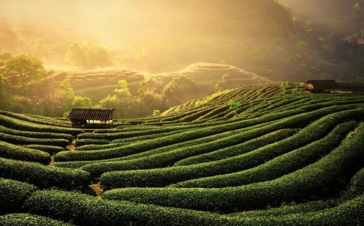 Как разные виды чая воздействуют на человеческий организм. Чайная плантация. Фото.