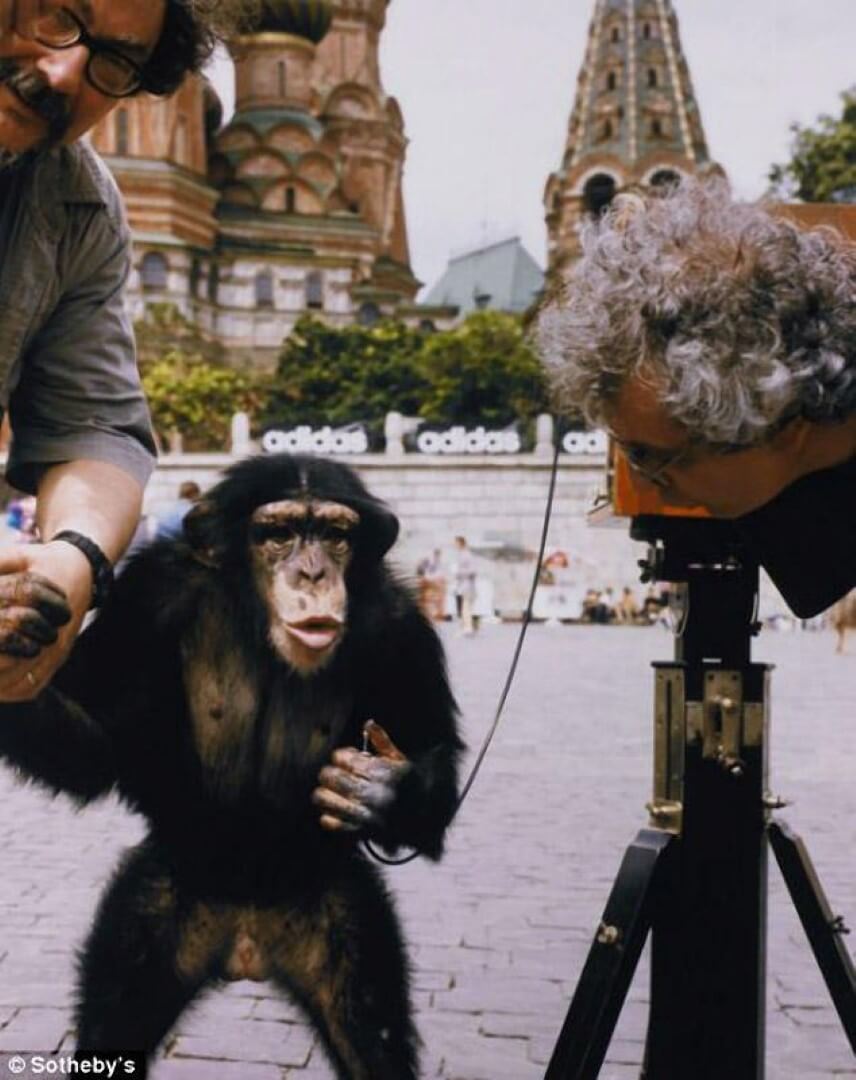 Фотографии «Москва глазами Микки». Шимпанзе Микки с фотоаппаратом. Фото.
