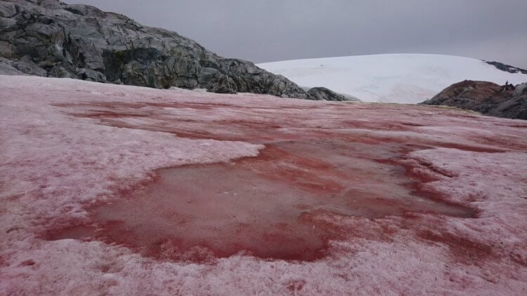 Откуда берется розовый снег. красный снег — одна из важных причин таяния арктических льдов и должен учитываться как фактор изменения климата Земли. Фото.