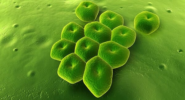Насколько распространены скрытые инфекции. Бактерии Acinetobacter baumannii часто живут в организме человека и ни как себя не проявляют. Фото.