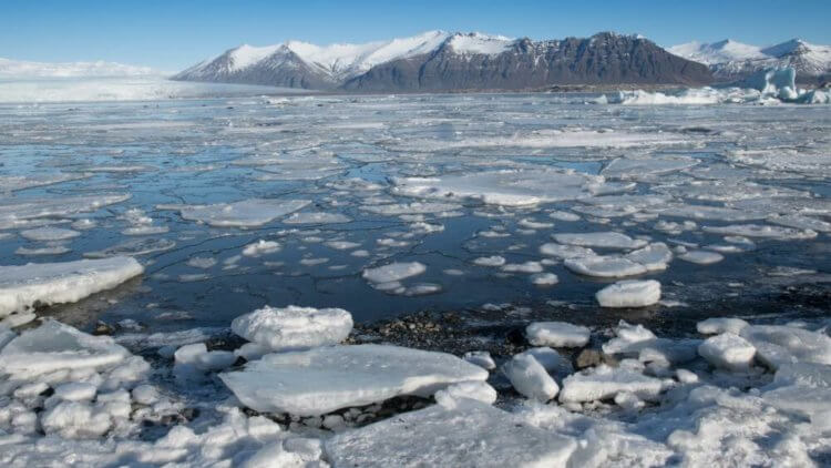 Как древние животные адаптировались к северным условиям. Потепление климата в Арктике приведет к новой миграции животных на север. Фото.