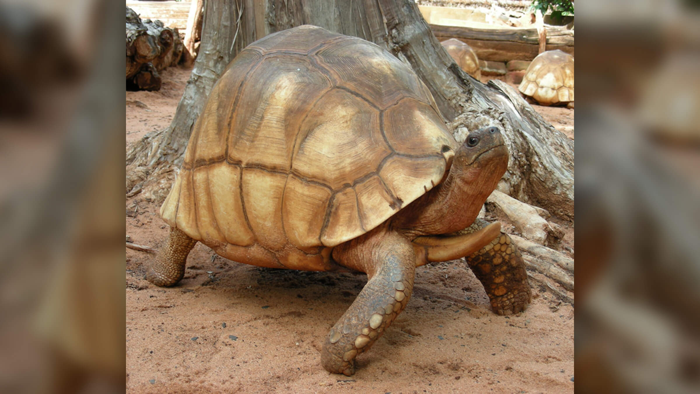 Как гигантские черепахи расселились по островам Индийского океана. Гигантская черепаха Astrochelys yniphora, которая является близким родственником вымершей черепахи с Мадагаскара. Фото.
