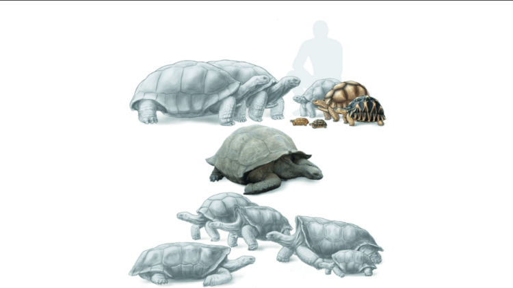 Черепахи с Мадагаскара — что о них известно. Вымершие и ныне живущие виды мадагаскарских черепах. Фото.