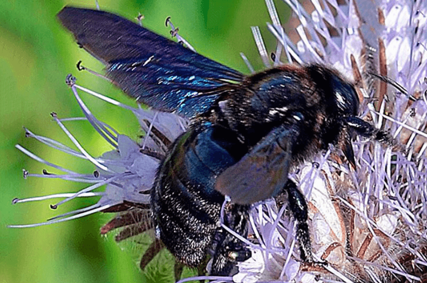 Почему гибнут пчелы. Черный шмель, обитающий в США, оказался на грани исчезновения. Фото.