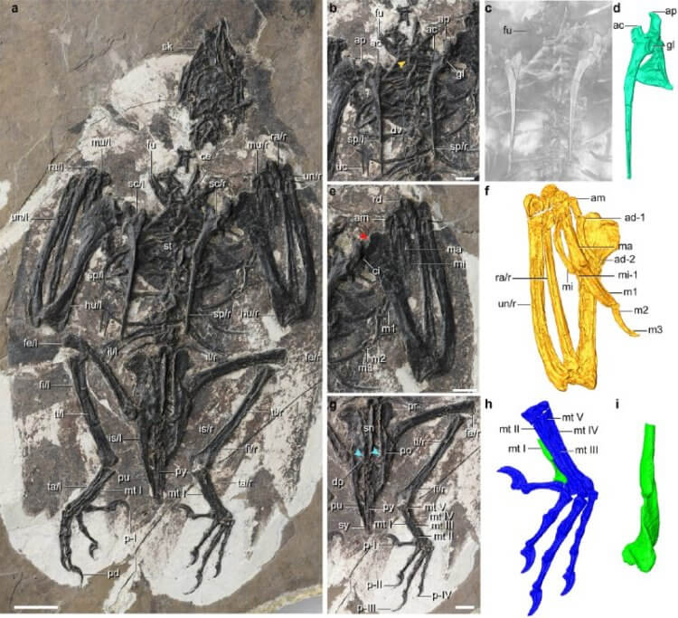 Ученые обнаружили древнюю птицу с головой тиранозавра