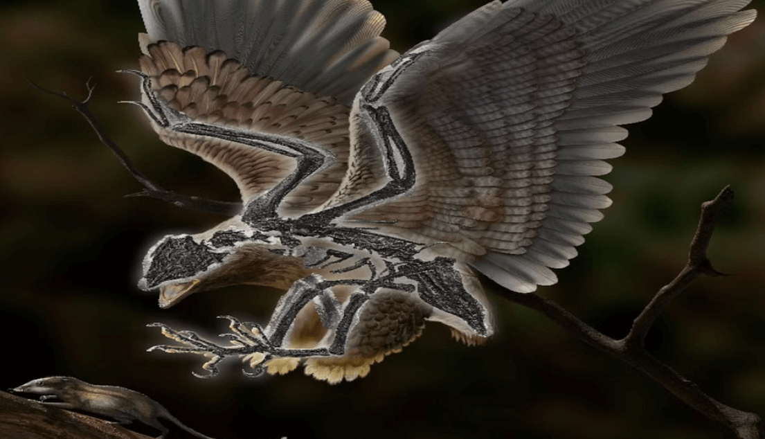 Dino bird skelet lt;pgt;Наука давно установила, что птицы являются потомками двуногих динозавров-тероподов. Правда, ученые по сей день не могут понять, как и когда произошло их разделение на два отдельных вида. Долгое время считалось, что это случилось в промежуток времени между 165 и 150 миллионами лет назад. Однако недавнее исследование показало, что разделение могло возникнуть еще раньше, так как 66 миллионов лет назад птицы уже имели современное строение черепа и скелета. Теперь же новое исследование скелета существа Cratonavis zhui, которое жило на территории Китая около 120 миллионов лет назад, может еще больше пролить свет на основные этапы трансформации пернатых предков современных птиц. Кратонавис представляет собой некое переходное существо -но имеет тело практически как у современных птиц, но при этом его череп больше похож на череп тиранозавра.