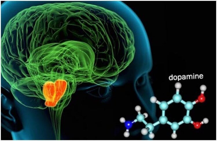 Почему спонтанные действия. Ученые давно подозревали, что дофамин связан со спонтанными действиями. Фото.
