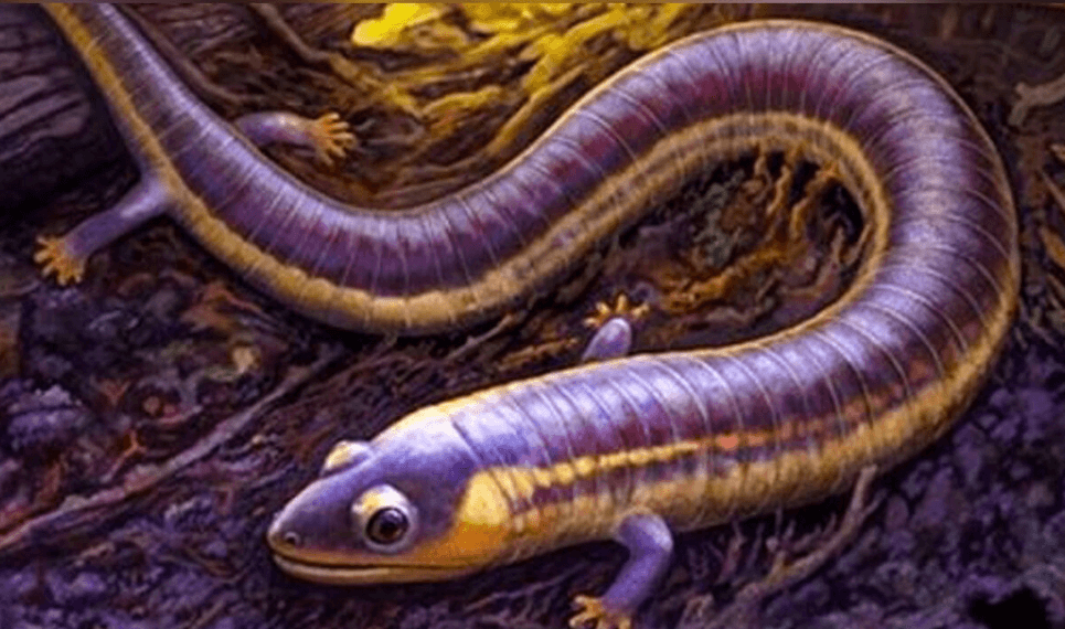Как появились беспанцирные амфибии. Ископаемое существо Funcusvermis gilmorei, древний предок современных червяг. Фото.