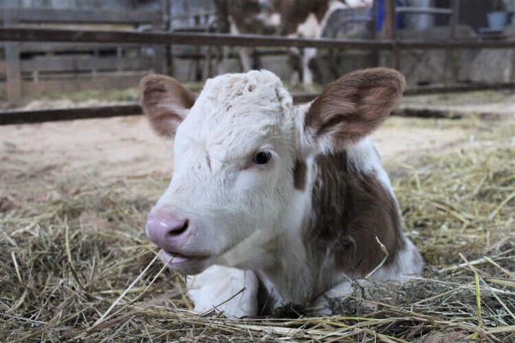 Клонированная корова дала потомство. Теленка, родившегося от клонированной коровы, назвали Декабристка. Фото.