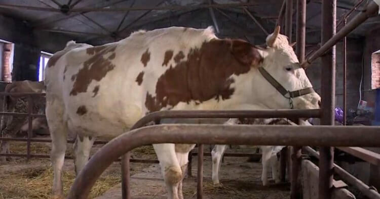 Коровы будут давать гипоаллергенное молоко благодаря генной модификации