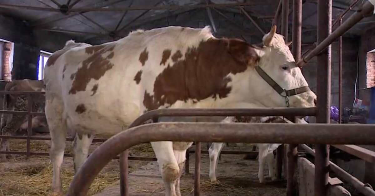 Как ученые сделали молоко гипоаллергенным. Первая в России генно-модифицированная корова клон родилась в 2021 году. Фото.
