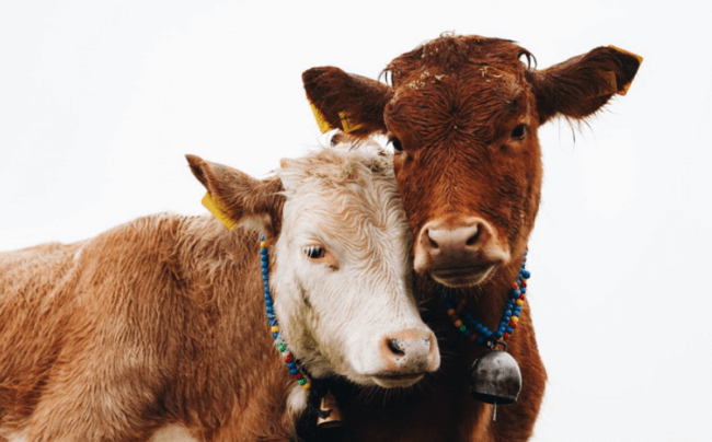 Коровы будут давать гипоаллергенное молоко благодаря генной модификации. Фото.