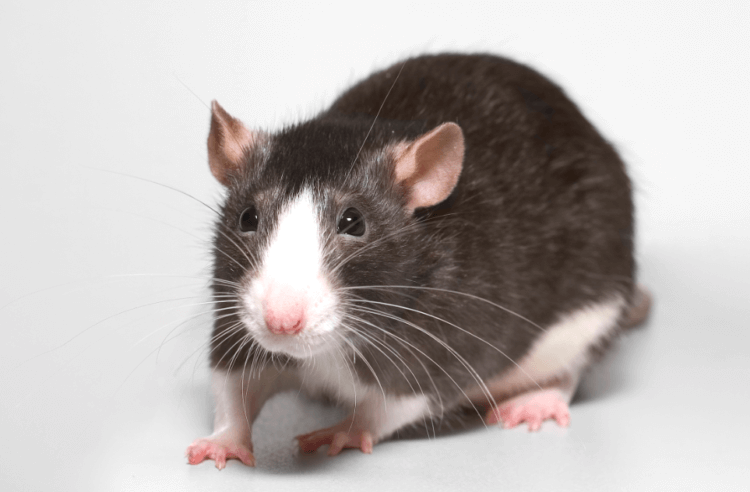 Как дофамин влияет на спонтанные действия. Дофамин заставлял крыс действовать разнообразно. Фото.