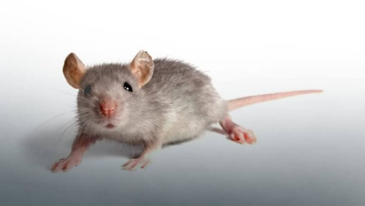 Ученые омолодили мышей: старение удалось повернуть вспять