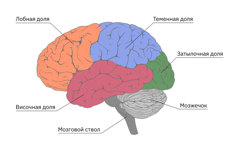 Чем мозг человека отличается от мозга животных. Мозг всех млекопитающих состоит из нескольких долей. Фото.