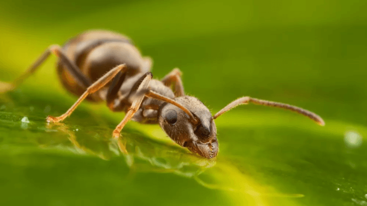 Муравьев будут использовать для диагностики рака? Ученые обучили муравьев определять рак по запаху мочи. Фото.