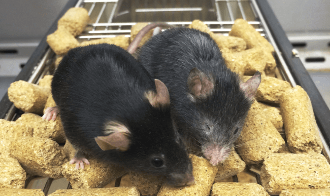 Ученые омолодили мышей: старение удалось повернуть вспять. Фото.