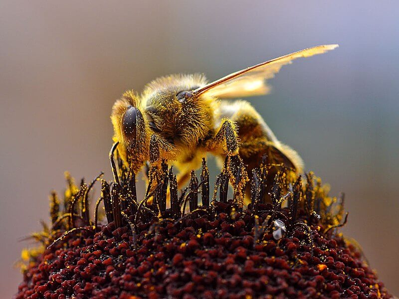 Как глобальное потепление климата воздействует на шмелей. Ученые пока не могут сказать, относятся ли результаты исследования к обычным пчелам, но известно что они тоже страдают от глобального потепления климата. Фото.