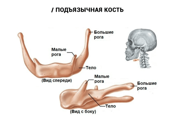 Кости, которые не относятся к скелету. Подъязычная кость не соединена ни с какими другими костями. Фото.