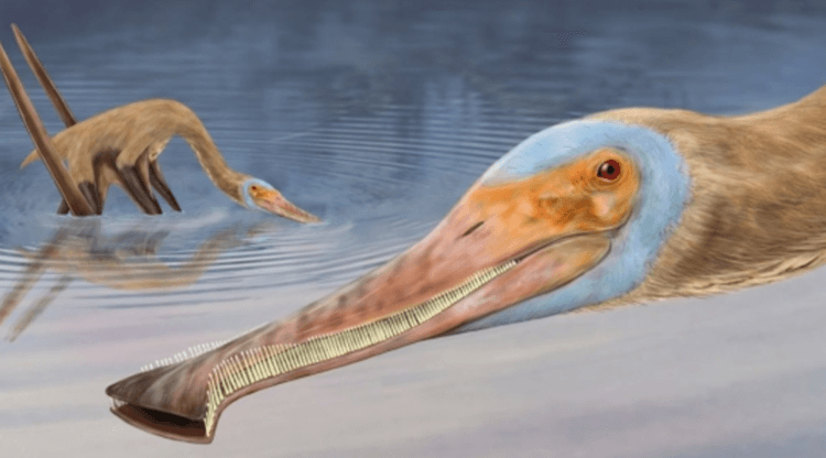 Некоторые птерозавры питались так же, как современные киты