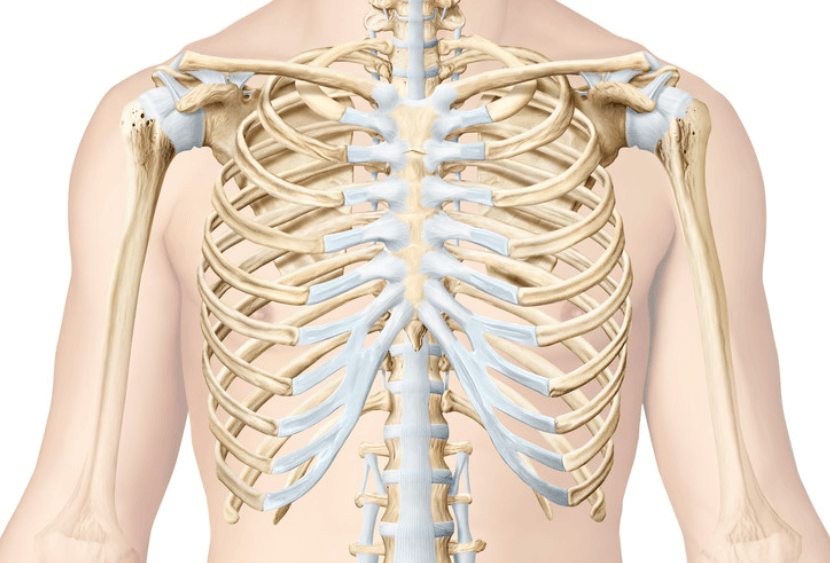 Какие кости скелета самые хрупкие? Ребра — самые хрупкие кости скелета. Фото.