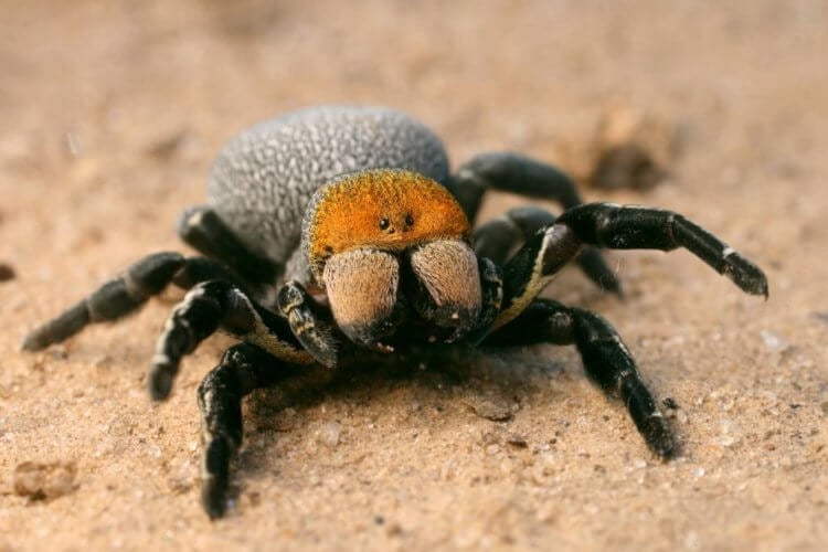 Поедание себеподобных ради выживания. Самка бархатного паука кормит потомство своими же внутренностями. Фото.