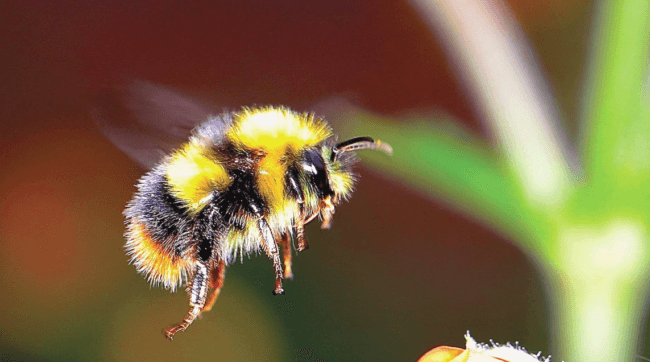 Ученые выяснили почему глобальное потепление климата приводит к гибели пчел. Фото.