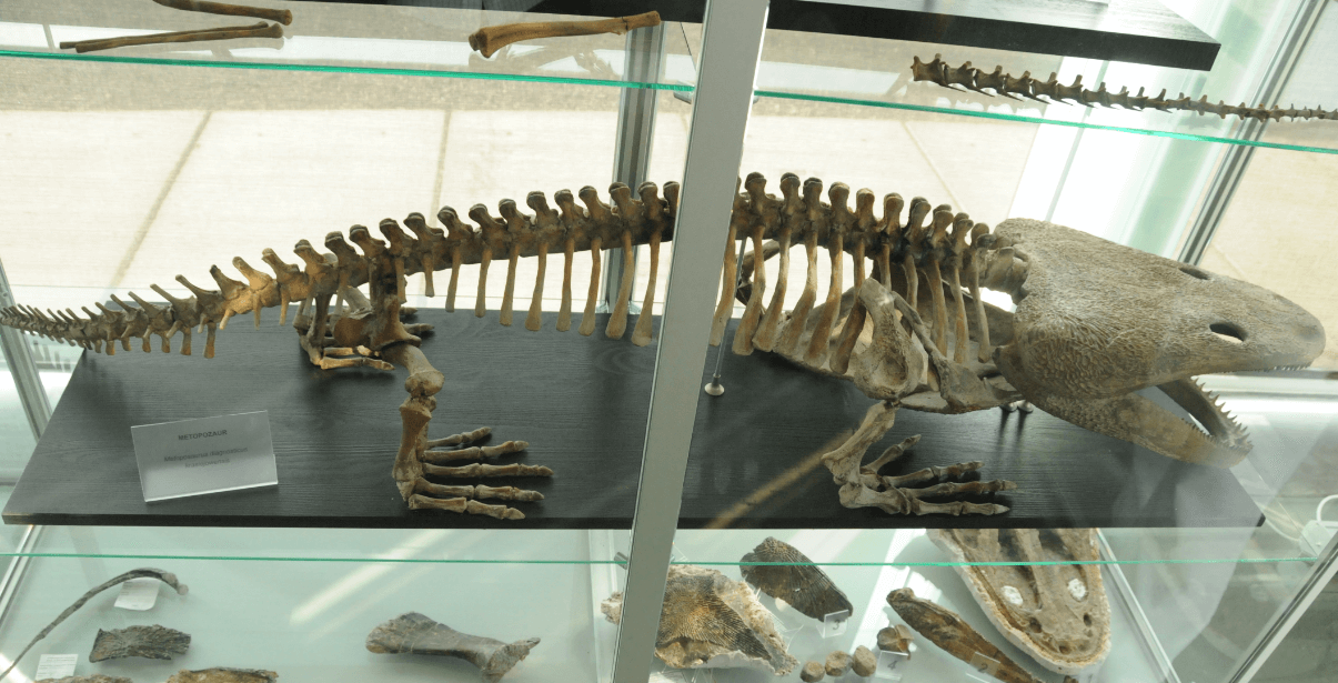 Первое свидетельство рака костей. Скелет метопозавра, амфибии, обитавшей в поймах рек на юго-западе Польши. Фото.