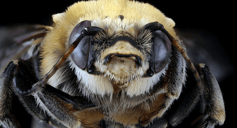 Почему гибнут пчелы. При высокой температуре воздуха некоторые виды шмелей начинают быстро дышать. Фото.