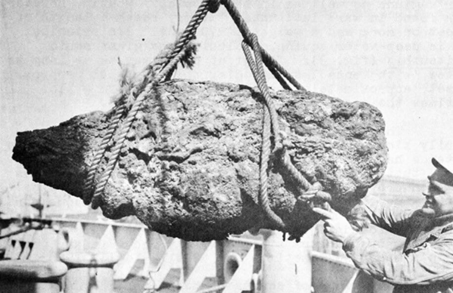 Сколько стоит амбра, жидкость внутри кита. Самая большая амбра, добытая в 1953 году. Фото.