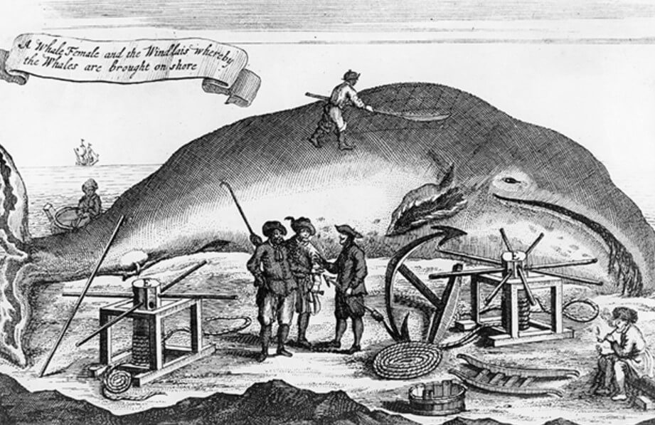 Откуда берется амбра кашалота. Гравюра 1650 года, на которой показано вызволение кита на берег. Фото.