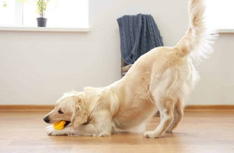 Зачем собаке хвост. Ученые считали, что собаки используют хвост во время движения, но это не так. Фото.