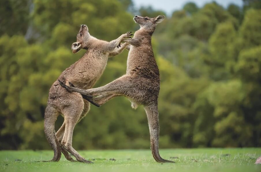 Как кенгуру используют хвост. Кенгуру используют хвост как пятую ногу. Фото.