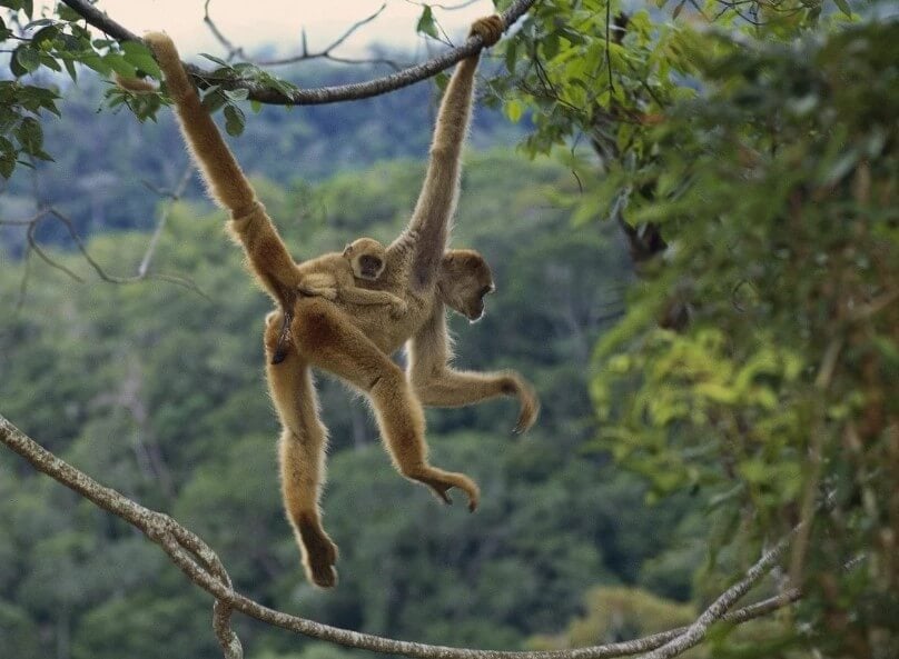 Как свой хвост используют обезьяны. Также как дополнительную конечность свой хвост используют некоторые обезьяны. Фото.
