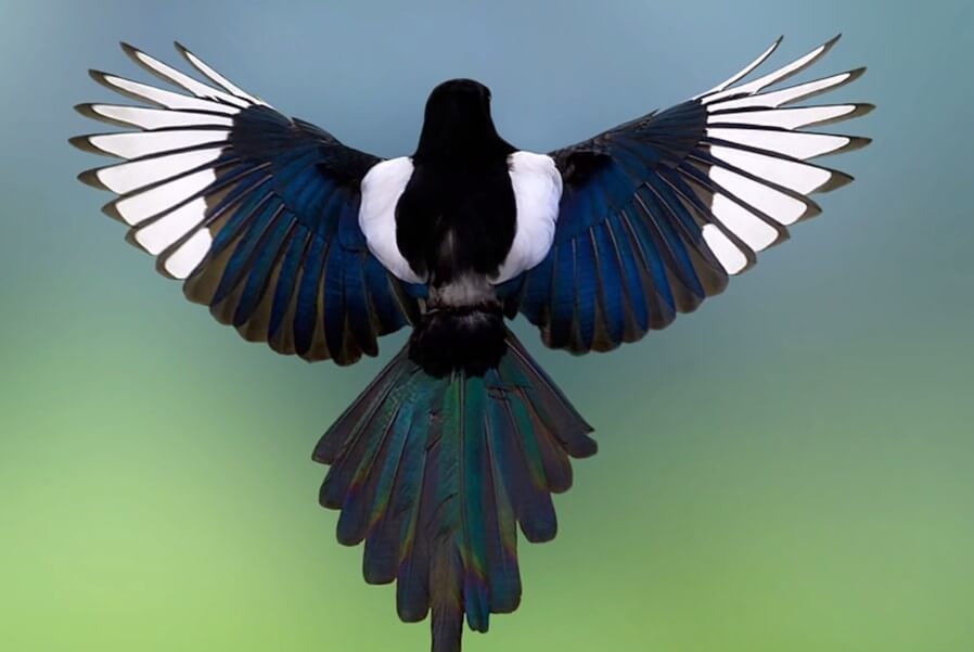 Зачем птицам хвост. Хвост помогает птицам летать, затрачивая меньше энергии. Фото.