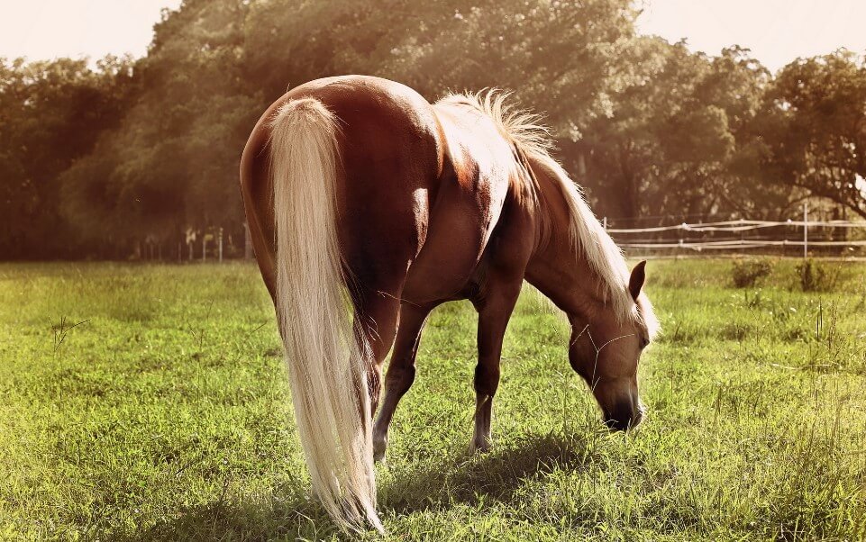 Зачем лошадям хвост. У некоторых лошадей хвост поистине роскошный. Фото.