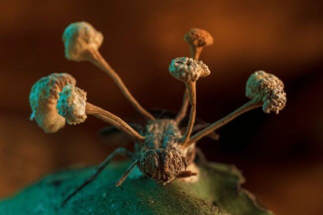 Паразитические грибы. Гриб-паразит кордицепс однобокий превращает насекомых в самых настоящих зомби. Фото.