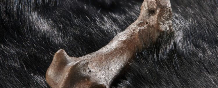 Порезы на костях показали, во что одевались древние люди 320 000 лет назад