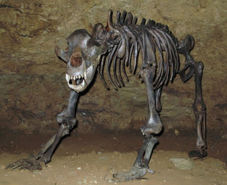Пещерные медведи и древние люди. Скелет пещерного медведя (Ursus spelaeus). Фото.