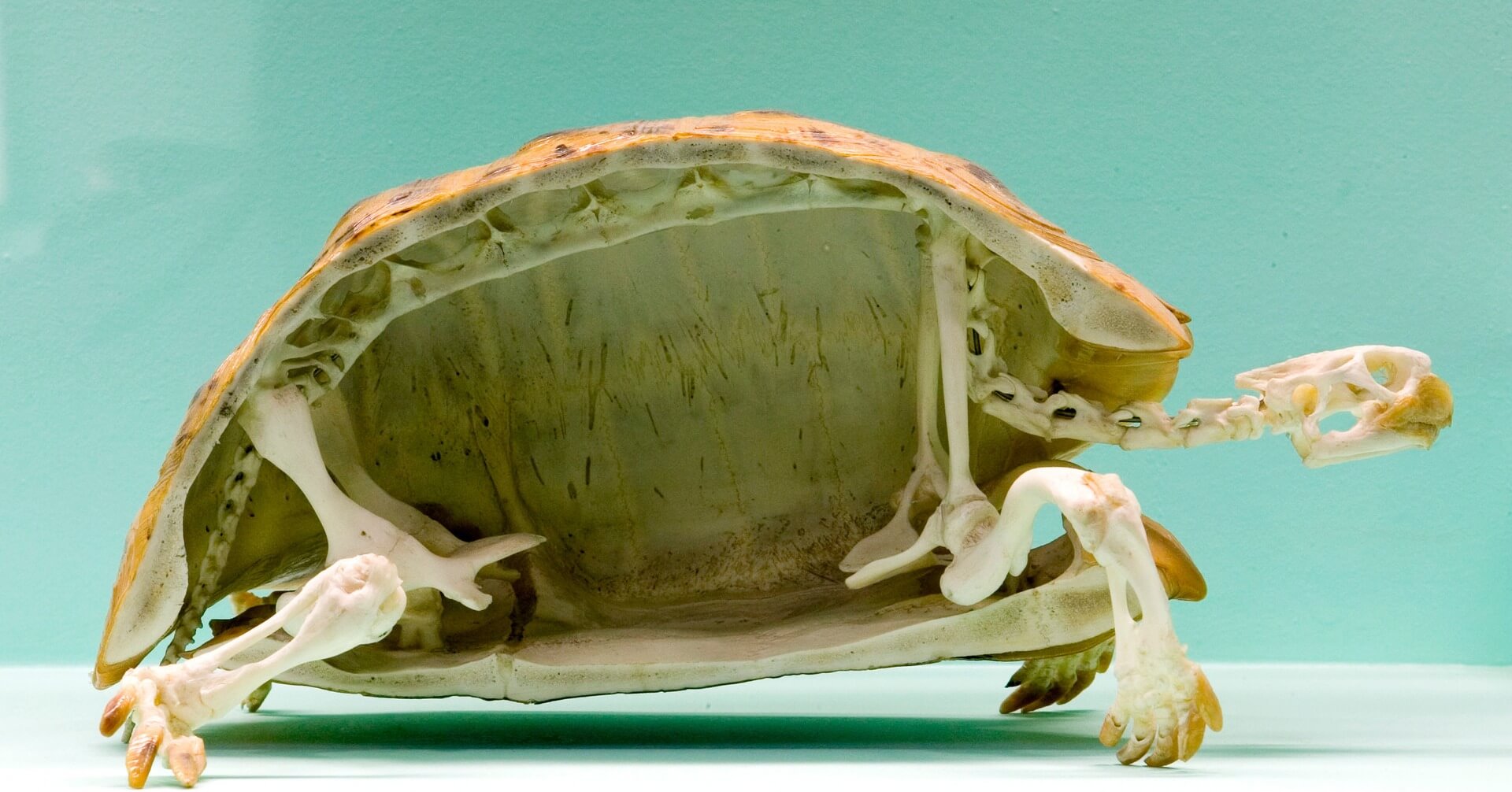 Скелет черепахи. Как выглядит скелет черепахи. Фото.