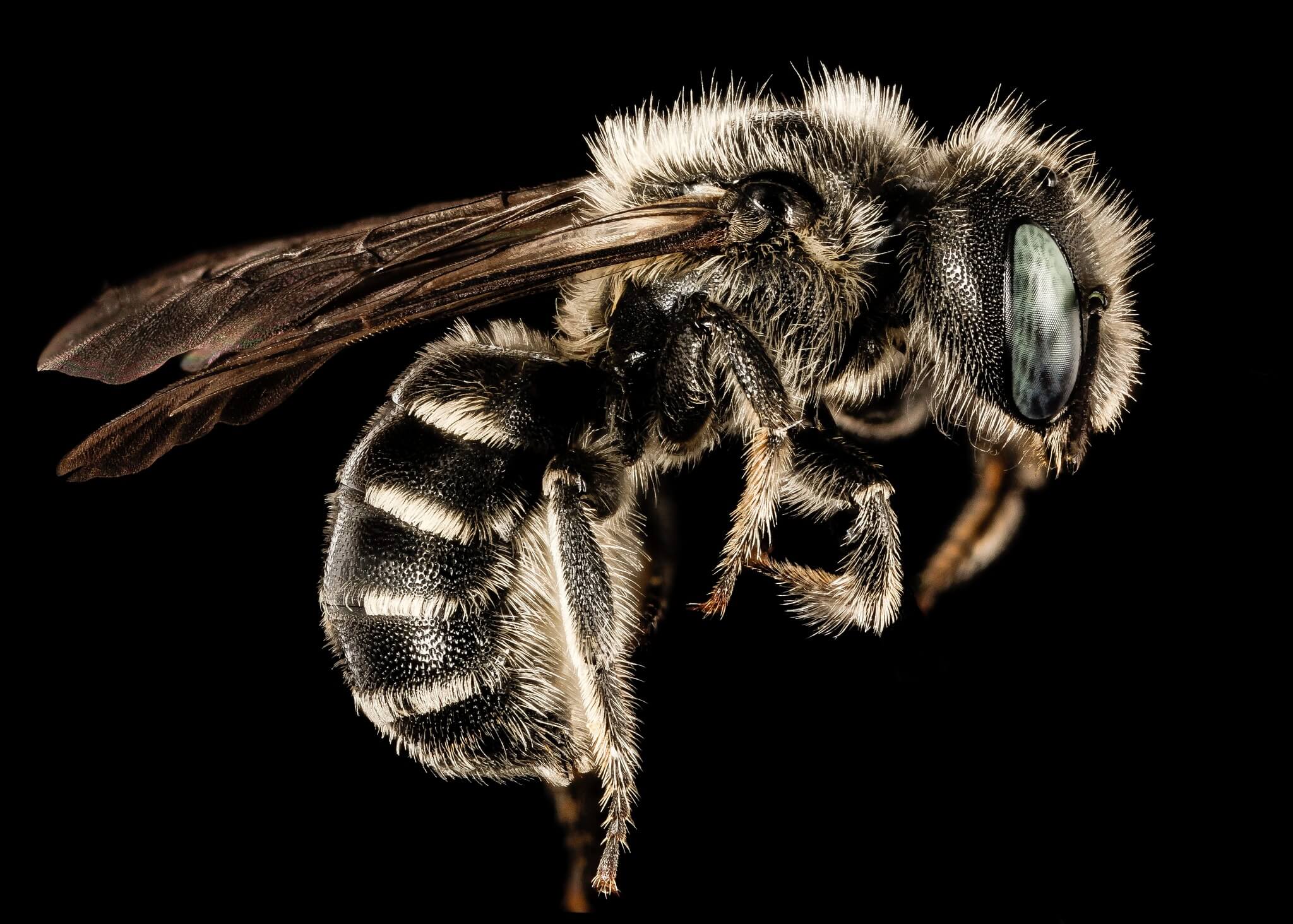 Как выглядят пчелы вблизи. Пчела мегахилида. Фото.