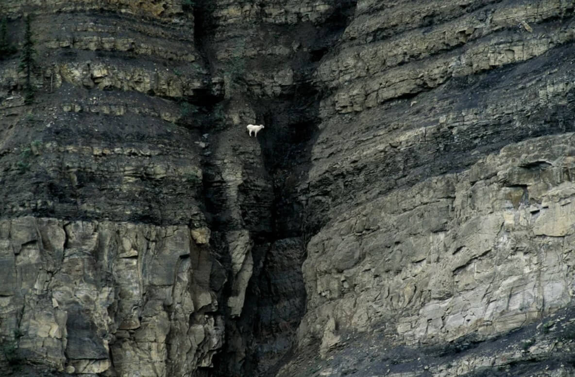Горный козел на скале. Горный козел на крутом склоне. Фото.