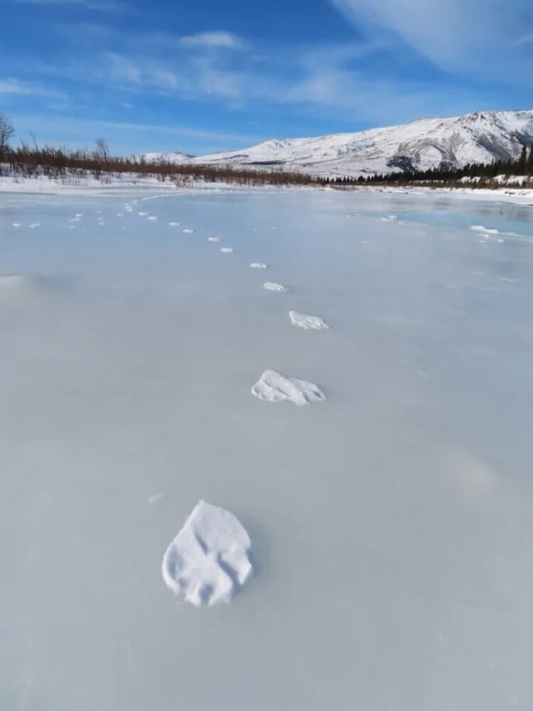 Следы волка на снегу. Следы волка на Аляске. Фото.